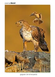 11-Bonelli´s eagle and Woodchat shrike