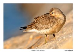 14-Red knot