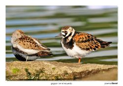 23-Dunlin and Turnstone