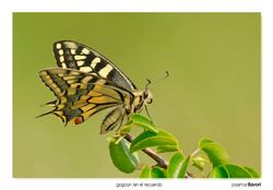 02-Papilio machaon