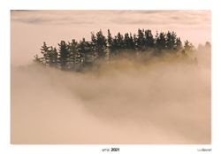 04- Pines under the fog.