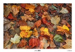 12-Autumn leaf litter 1.