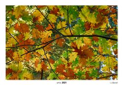 14-Autumn in the oak grove.