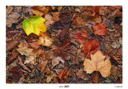 13-Autumn leaf litter 2.