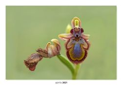 .06-Ophrys speculum.