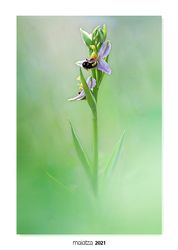 02-Ophrys apifera.