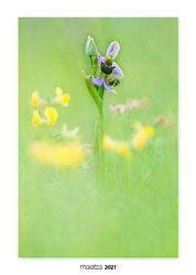 01-Ophrys apifera.