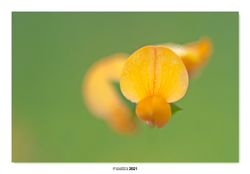 09-Lotus hispidus.