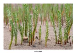 13-Biodiversidad en las dunas. (Honckenya peploides)