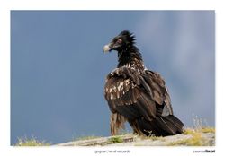 03-Bearded Vulture