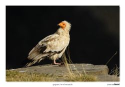 04-Egyptian vulture