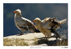 05-Egyptian vulture