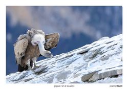 08-Griffon vulture