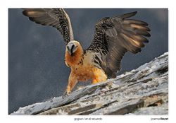 07-Bearded Vulture