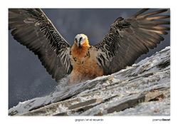 09-Bearded Vulture