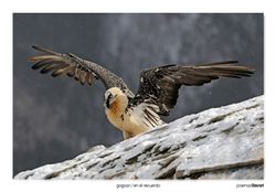 12-Bearded Vulture