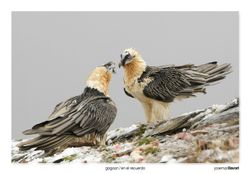 13-Bearded Vulture