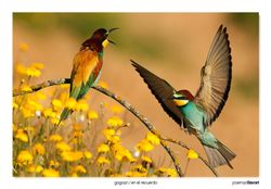 Bee eater 