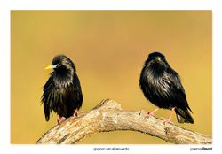 06-Spotless starlings