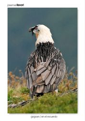 14-Bearded Vulture