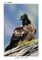 15-Bearded Vulture