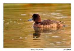 06-Tufted duck