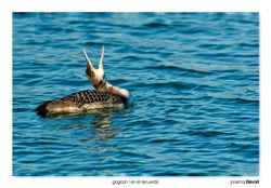 09-Great northern diver