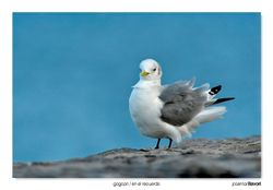 18-Tridactyl gull