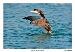 10-Great northern diver