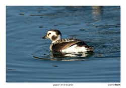 08-Long-tailed duck