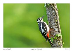 01-Spotted Woodpecker