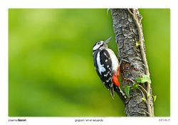 02-Spotted Woodpecker