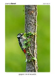03-Spotted Woodpecker