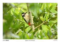 04-Spotted Woodpecker