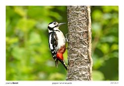07-Spotted Woodpecker