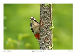 08-Spotted Woodpecker