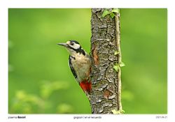 09-Spotted Woodpecker
