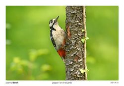 10-Spotted Woodpecker