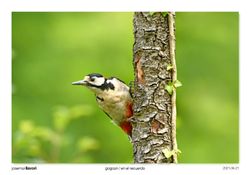 11-Spotted Woodpecker