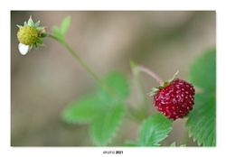 09-Wild strawberry.