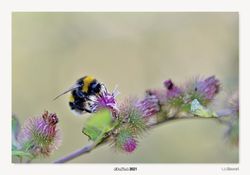 14-Bee