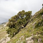 Carrasca de la Solana de les Rases