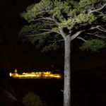 Pi de la Coveta  