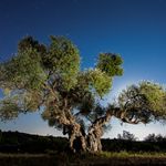 L'olivera de la Solana