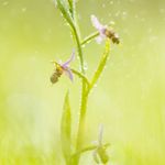 OPHRYS  SCOLOPAX