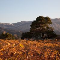 Pi de Mauri