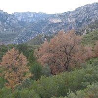 Roures de la Bassota