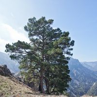 Pins del Fenassar