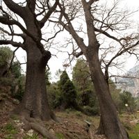 Roures dels Ullals