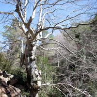 Fiar del Barranc de la Carrasca